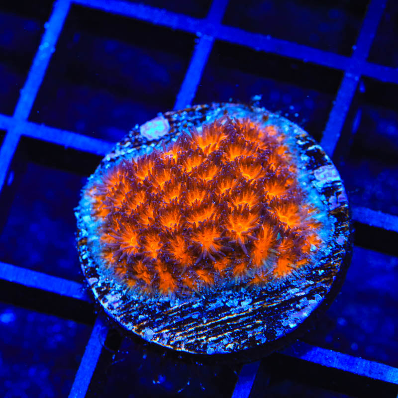 TSA Mayhem Leptastrea Coral