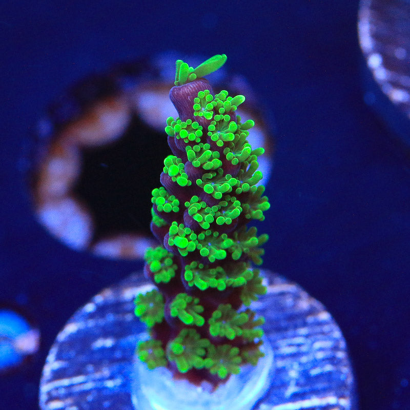 TSA Candlelight Stag Acropora Coral