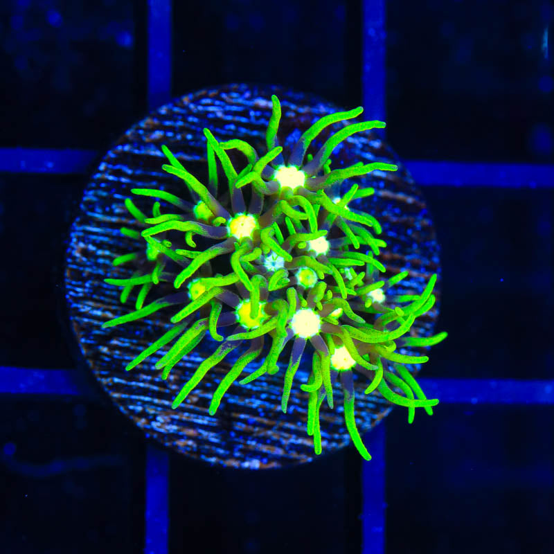 Metallic Green Center Star Polyp Coral