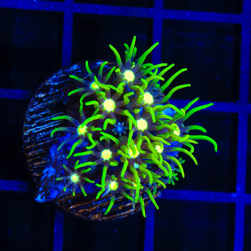 Metallic Center Green Star Polyps Coral - Top Shelf Aquatics