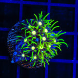 Metallic Center Green Star Polyps Coral