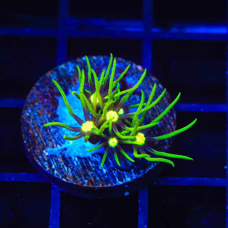 Metallic Center Green Star Polyps Coral - Top Shelf Aquatics