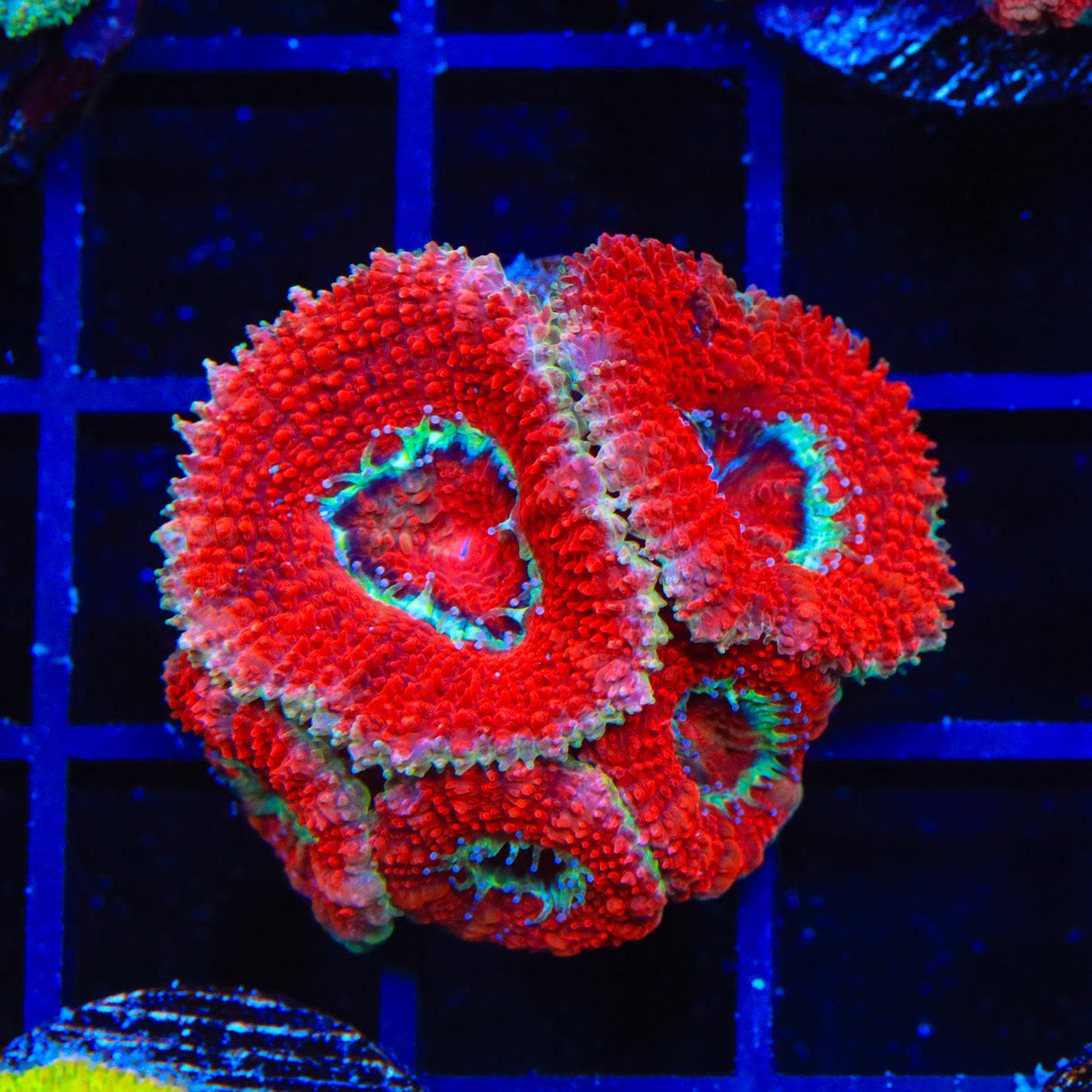 TSA Temple of Doom Micromussa Coral