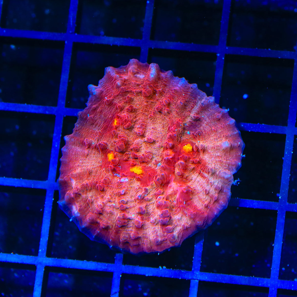 Rainbow Acan Coral