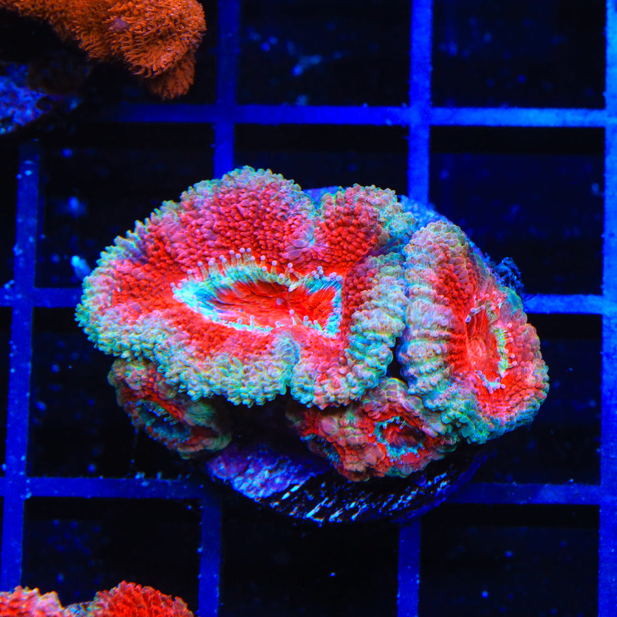 TSA Fantasia Goniopora Coral – Top Shelf Aquatics