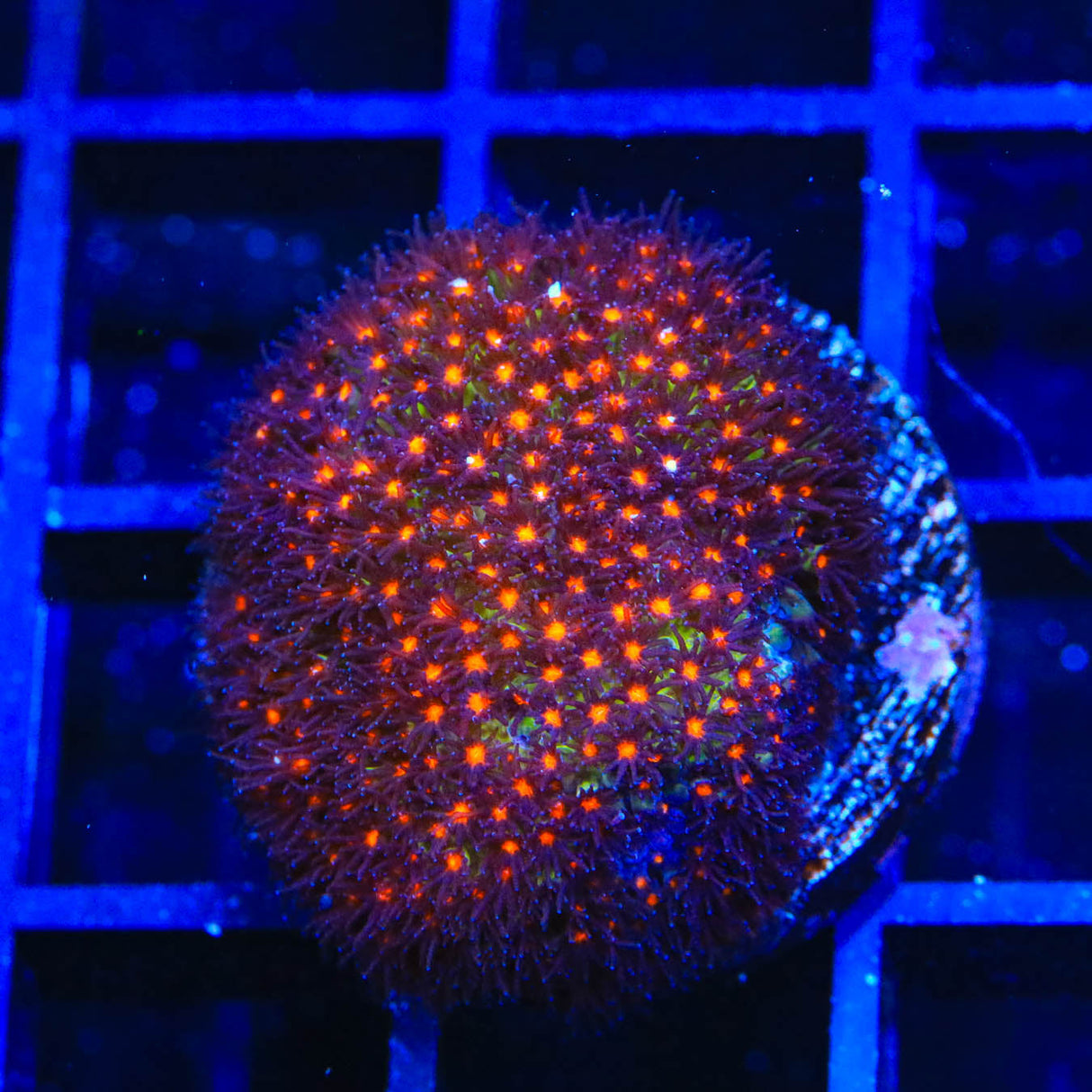 JF Sunset Stylocoeniella Coral
