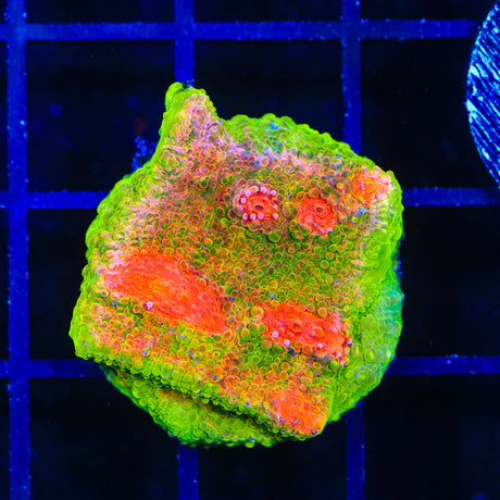 3g Mummy Eye Chalice Coral