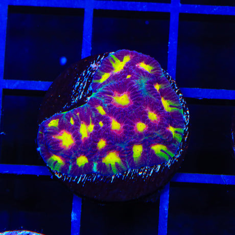 Skittles Favia Coral