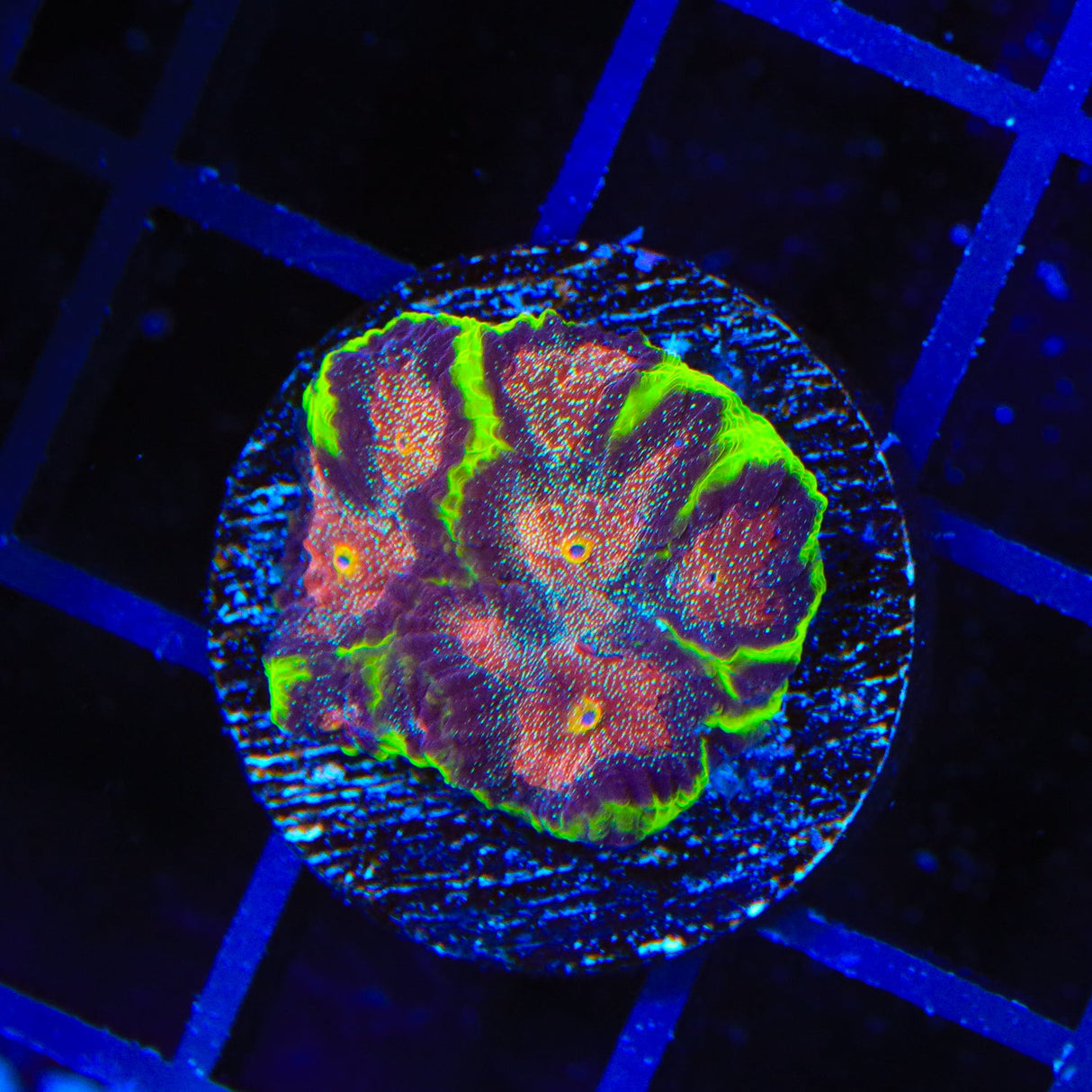 TSA Infection Favia Coral