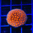 TSA Fantasia Goniopora Coral
