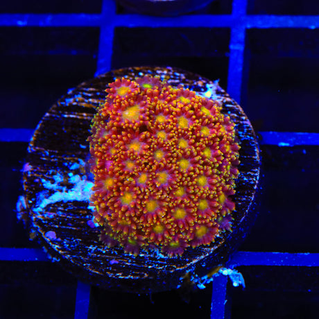 TSA Fantasia Goniopora Coral