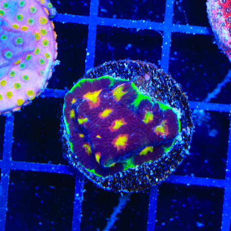 Skittles Favia Coral