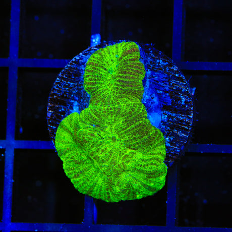 TSA Titan Favia Coral