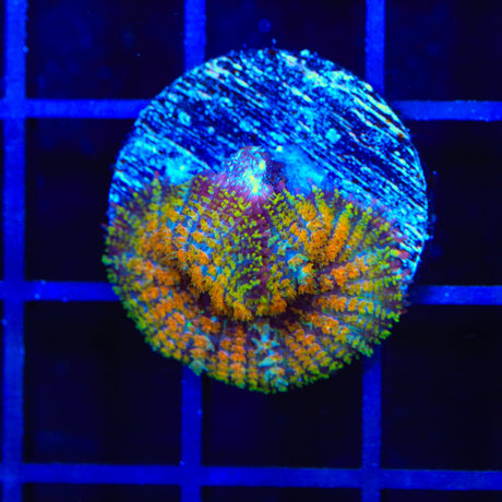 TSA Mardi Gras Bounce Mushroom Coral