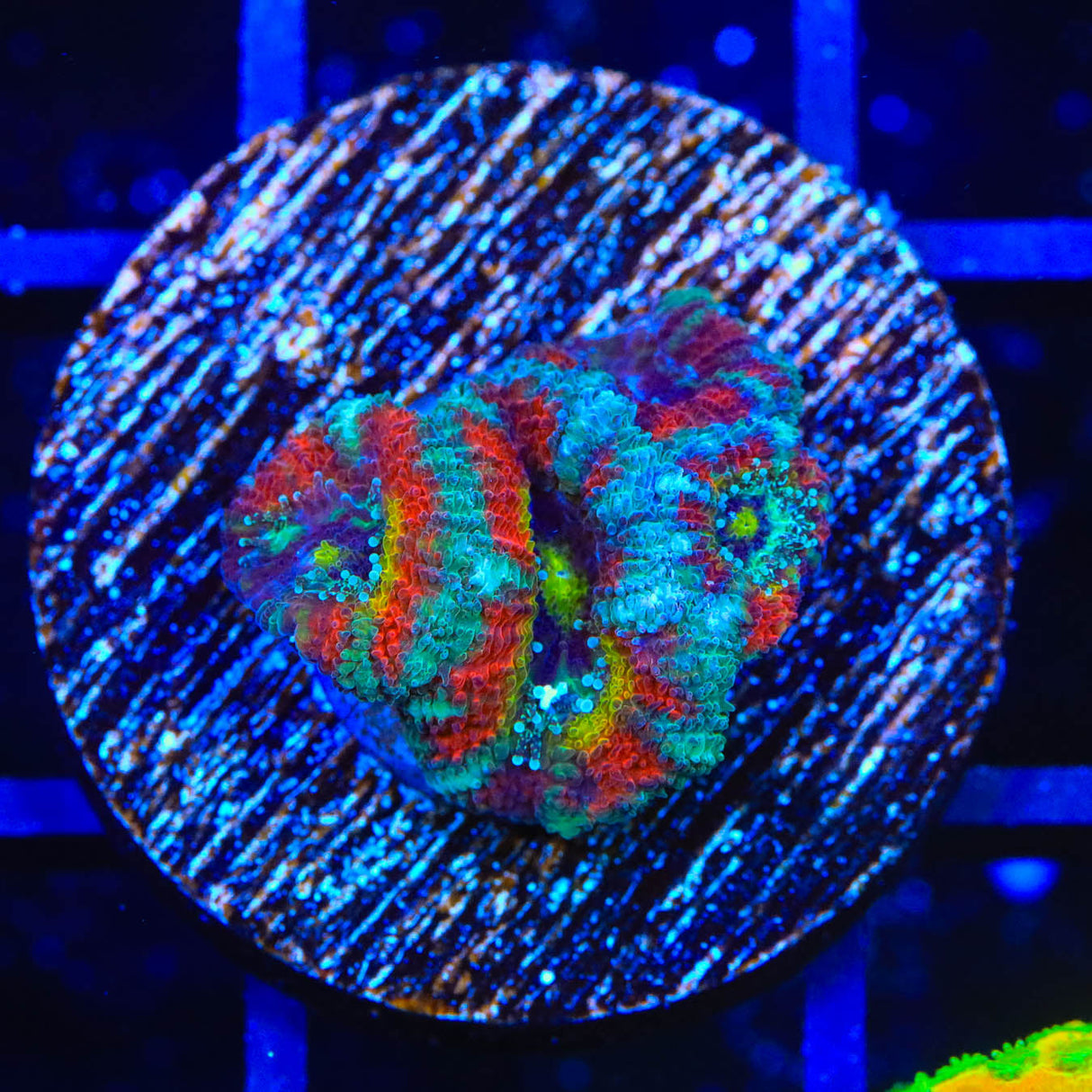 Rainbow Micromussa Coral