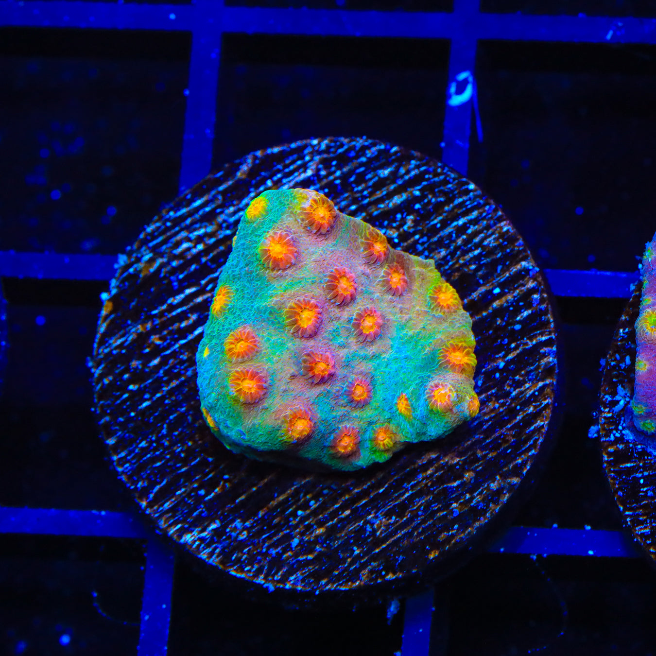 JF Buzz Kill Cyphastrea Coral