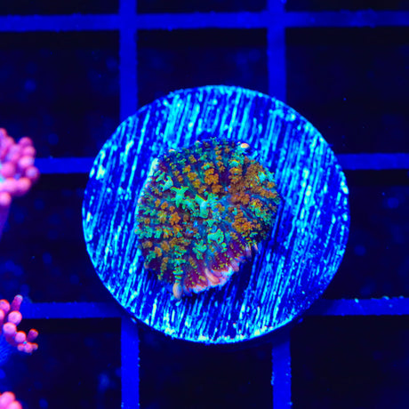 TSA Mardi Gras Bounce Mushroom Coral