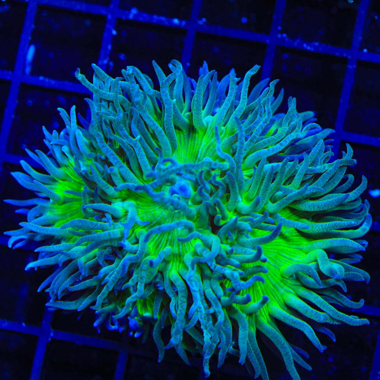 Green Stem Duncan Coral