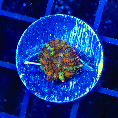 TSA Mardi Gras Bounce Mushroom Coral