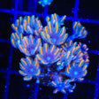 TSA Candy Corn Clove Polyp Coral