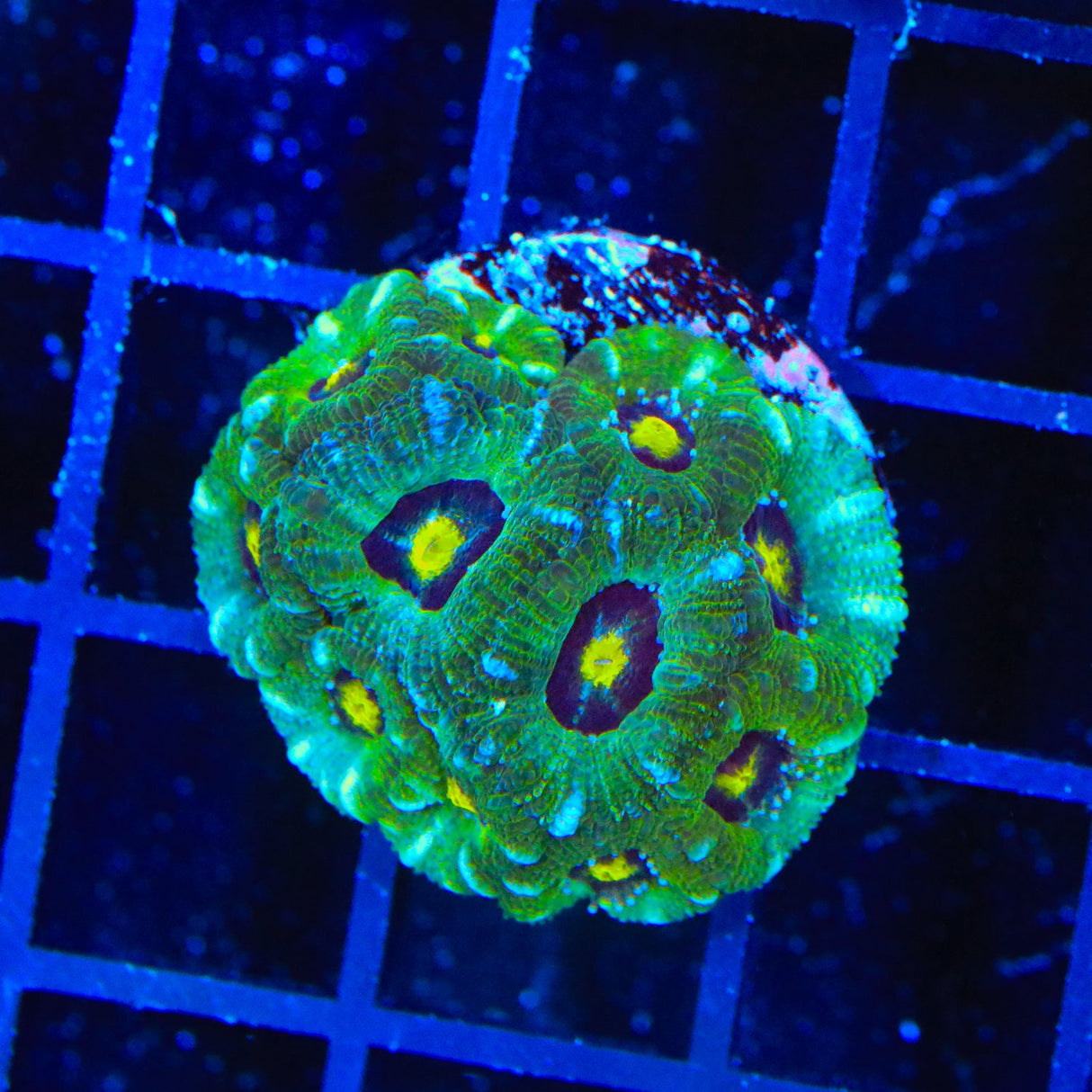 Ultra Acan Coral