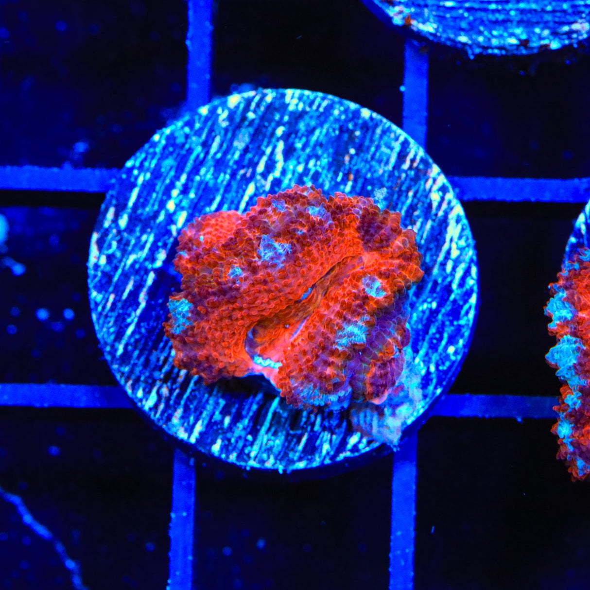 Ultra Acan Coral