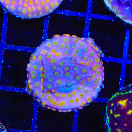 ACI Sunrise Cyphastrea Coral