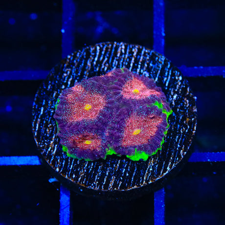 TSA Infection Favia Coral
