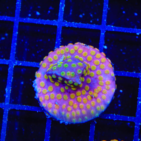 ACI Sunrise Cyphastrea Coral