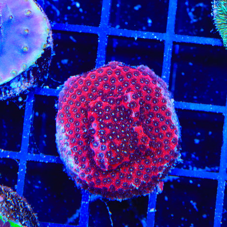 Darth Maul Porites Coral