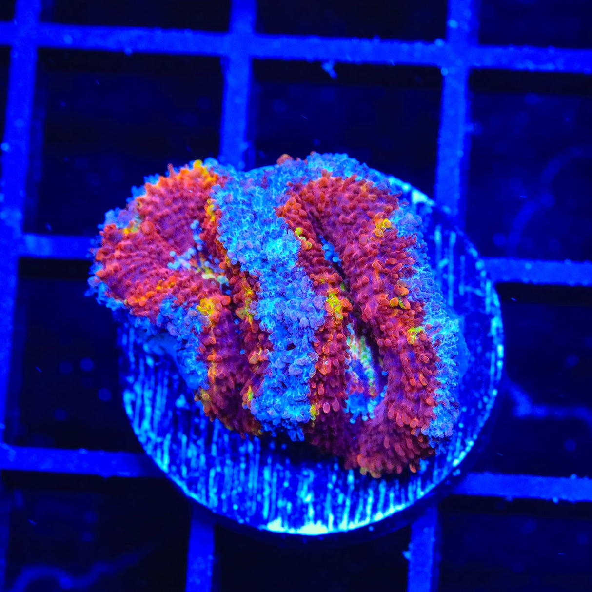 Rainbow Acan Coral