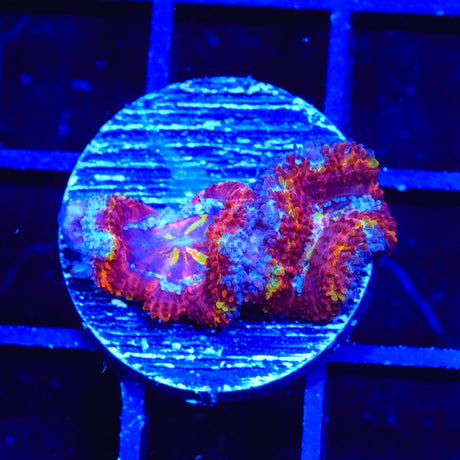 Rainbow Acan Coral