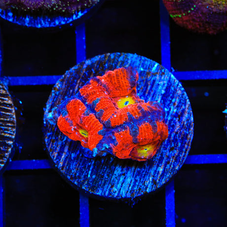 Hyper Wave Acan Coral