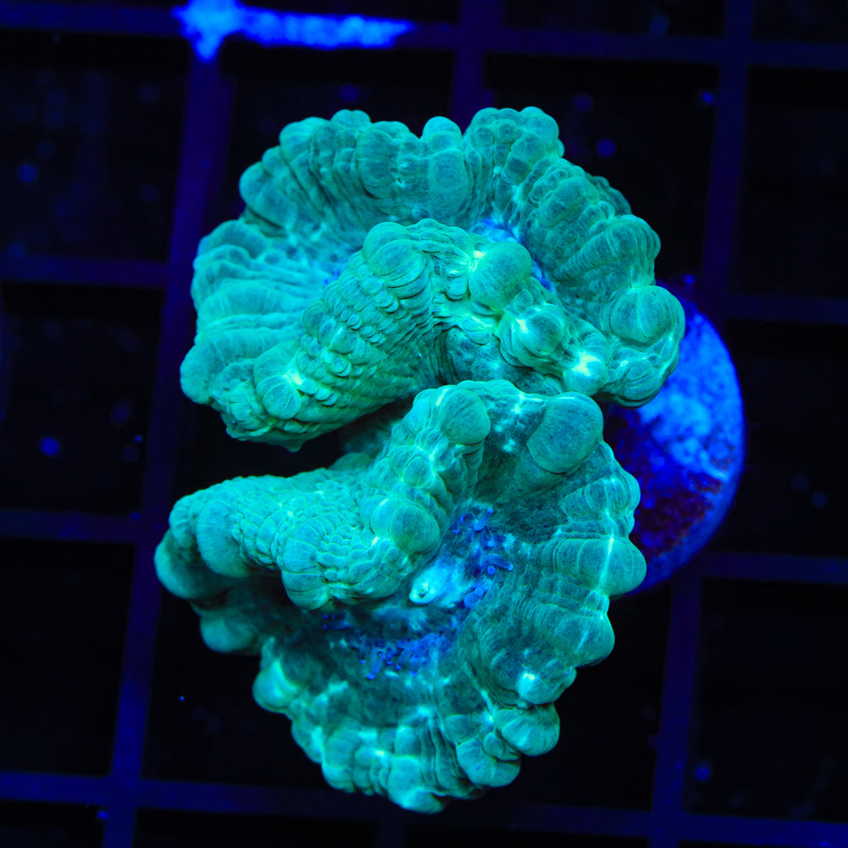 Mint Candy Cane Coral