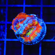 Rainbow Acan Coral