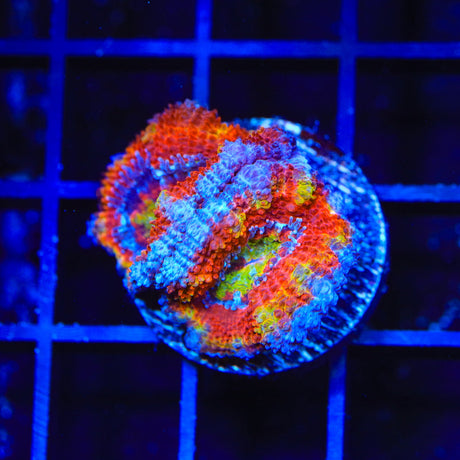 Rainbow Acan Coral