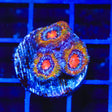 Rainbow Acan Coral