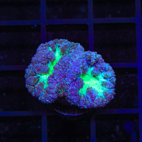 Blueberry Blastomussa Coral