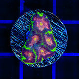 TSA Infection Favia Coral