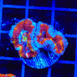 Rainbow Acan Coral