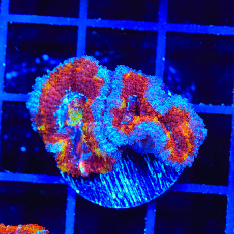 Rainbow Acan Coral