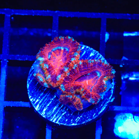 Rainbow Acan Coral