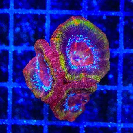 Rainbow Acan Coral