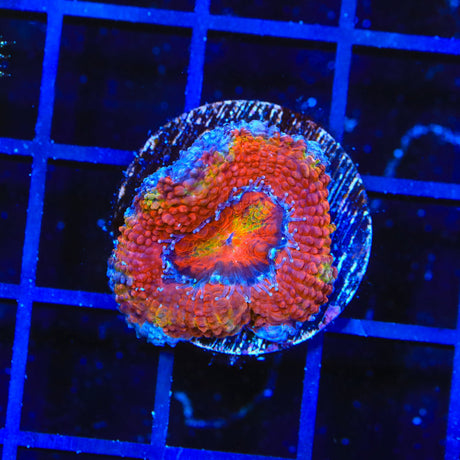 Rainbow Acan Coral