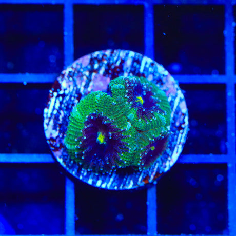 Ultra Acan Coral