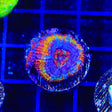 Rainbow Acan Coral