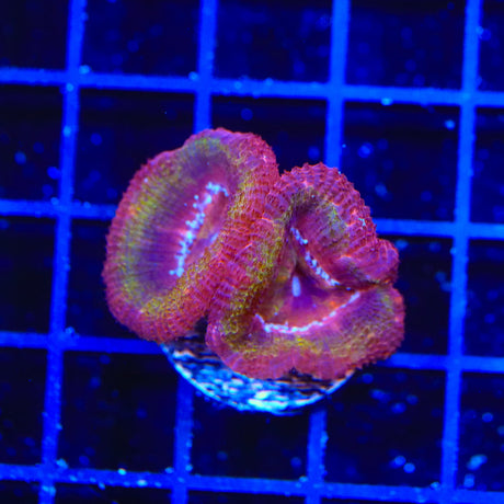 Rainbow Acan Coral