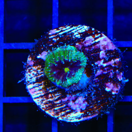 Ultra Acan Coral