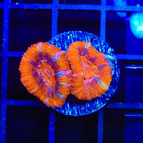 Ultra Orange Rainbow Acan Coral