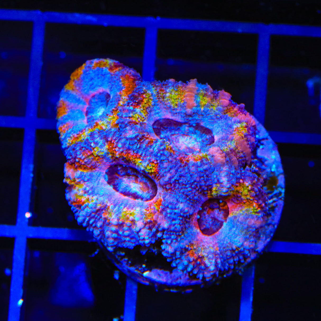 Rainbow Acan Coral